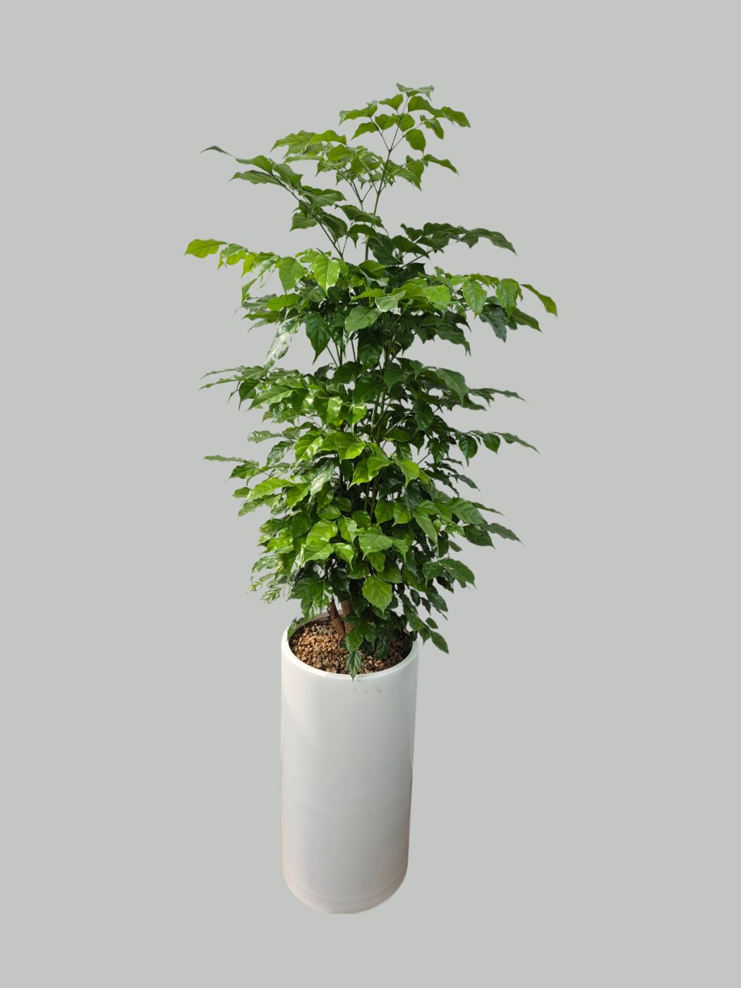 녹보수