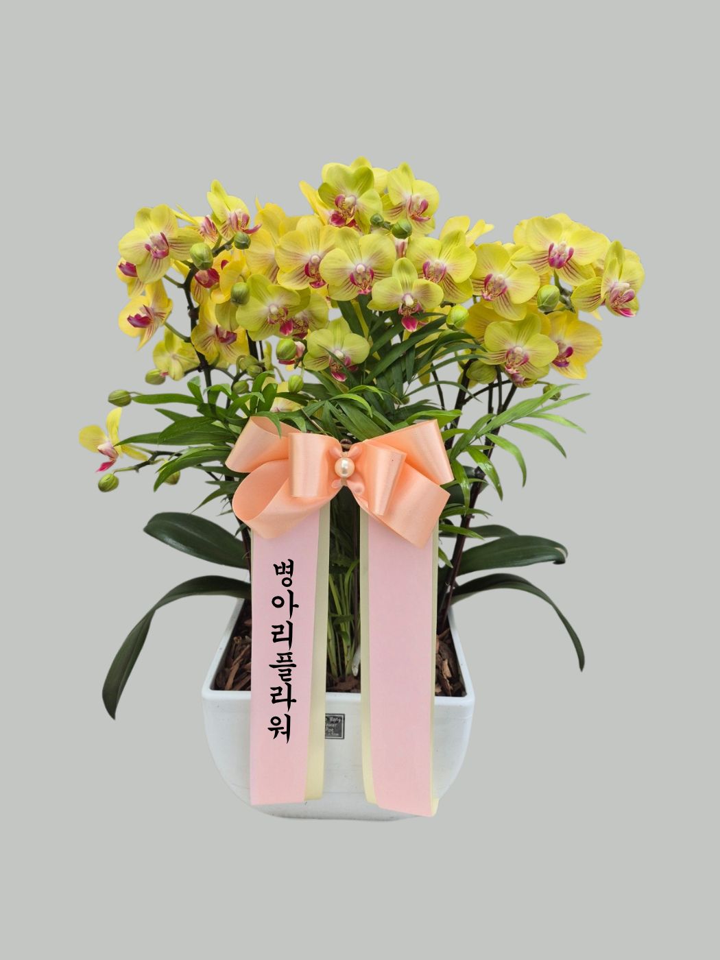 서양난